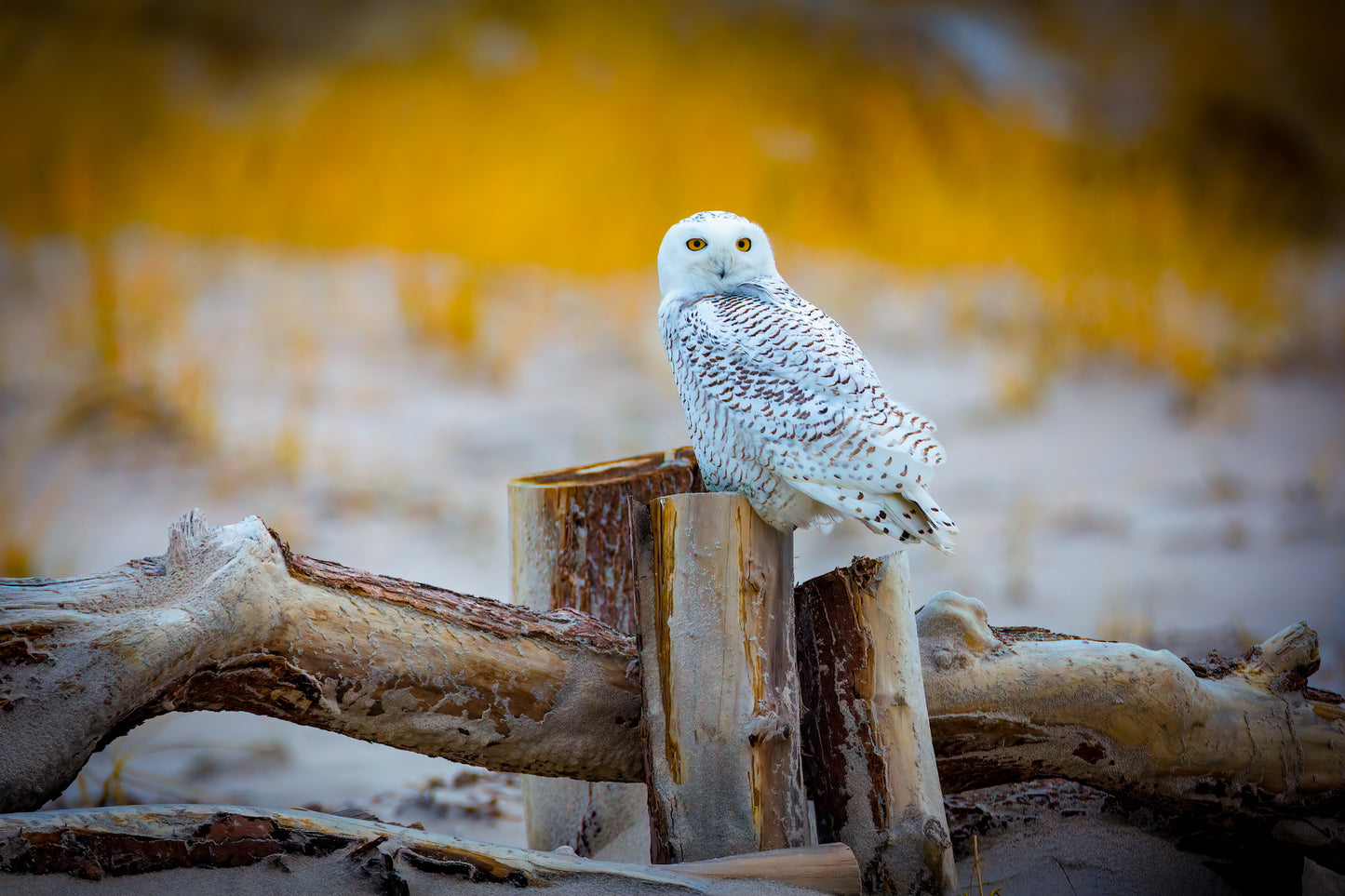 Snowy Owl Portrait
