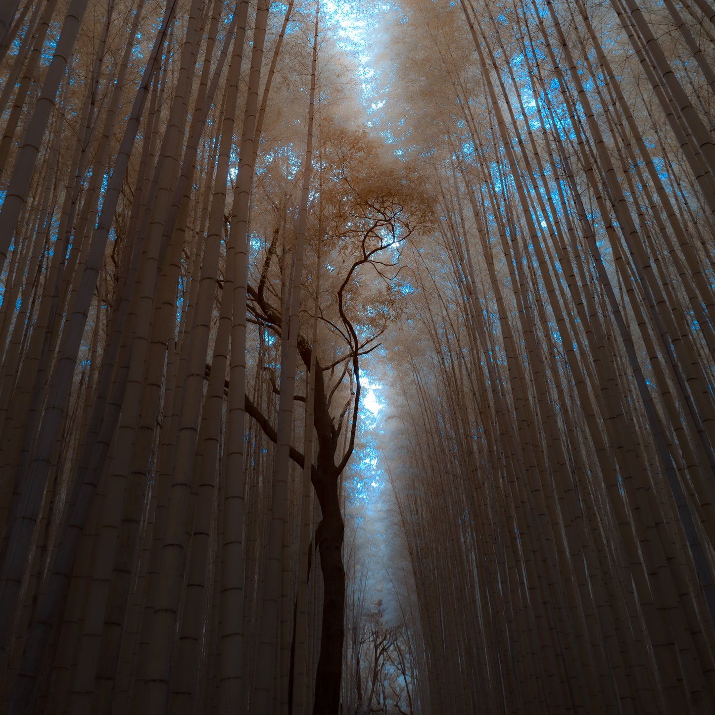 “Kodama”