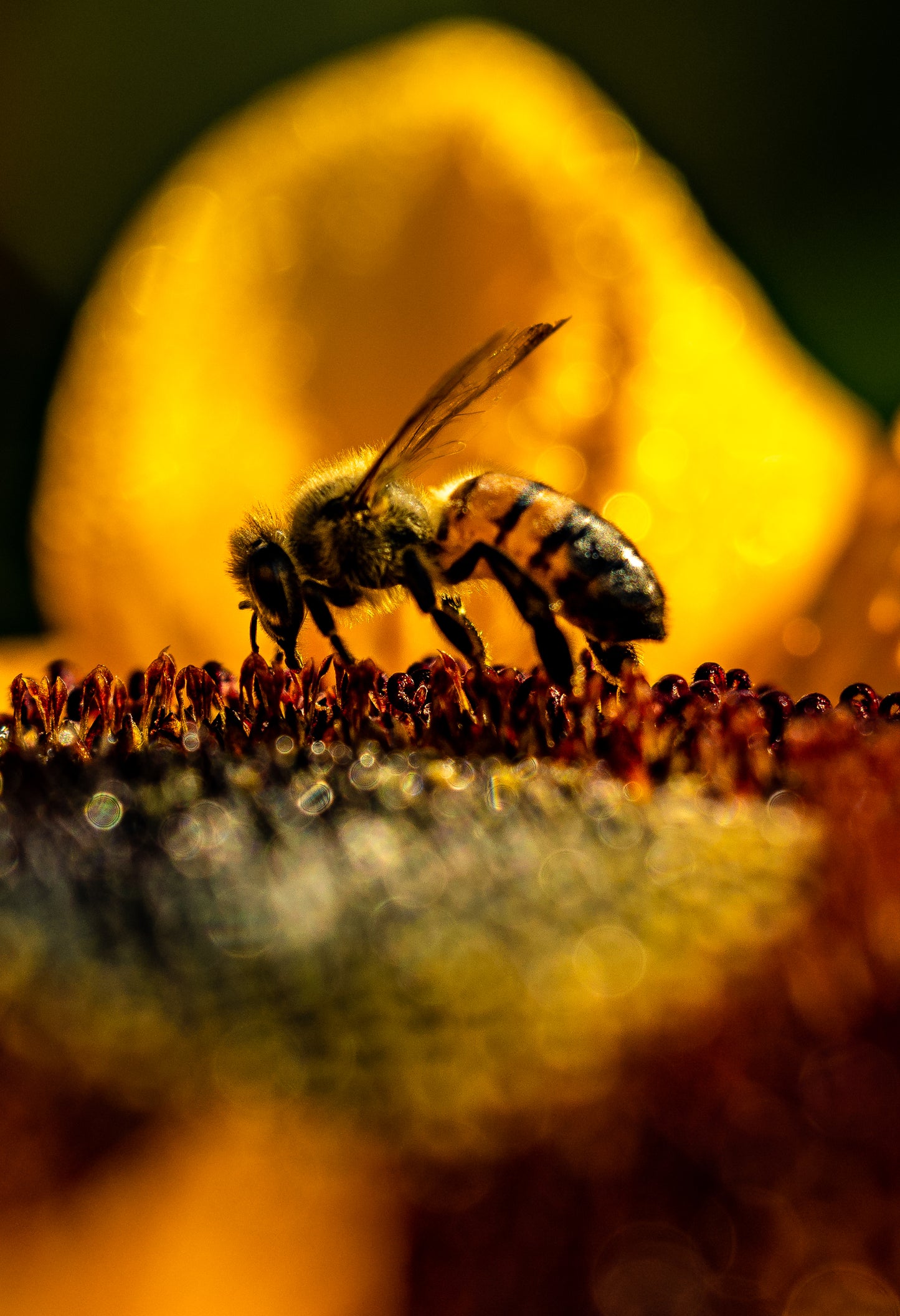 Bee Life Macro