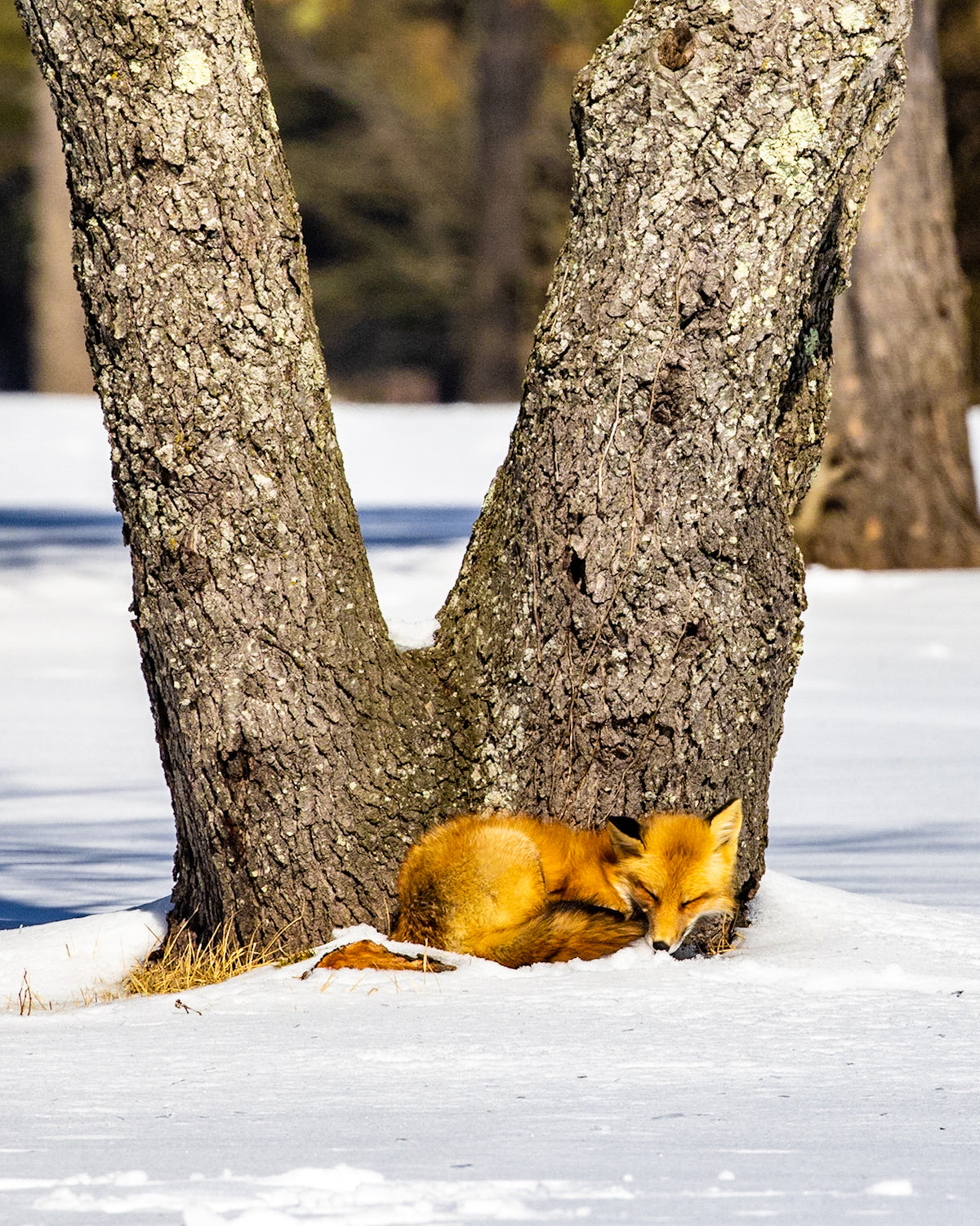 Sleepy Fox
